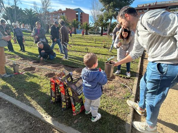 Plantada de rosers al parc Torreblanca