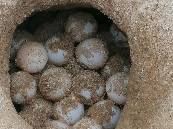 HEM TROBAT UN NIU DE TORTUGA!