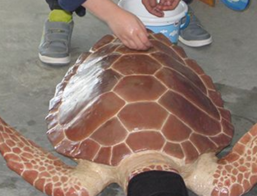 Les tortugues marines arriben al CRAM