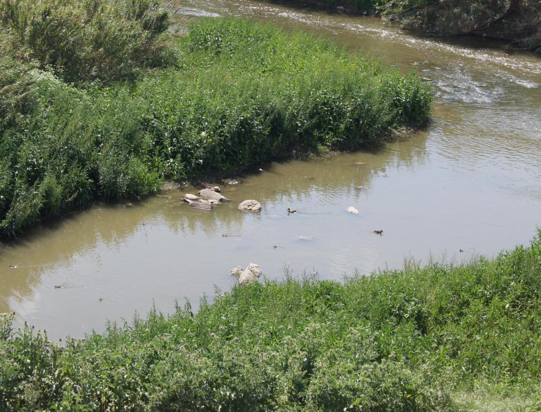 Plantes remeieres a la vora del riu Llobregat