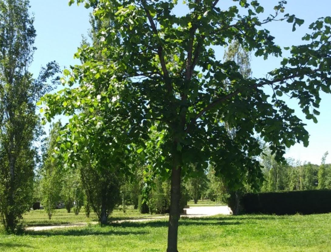 Jugateca del Parc del Riu: L'últim gran arbre