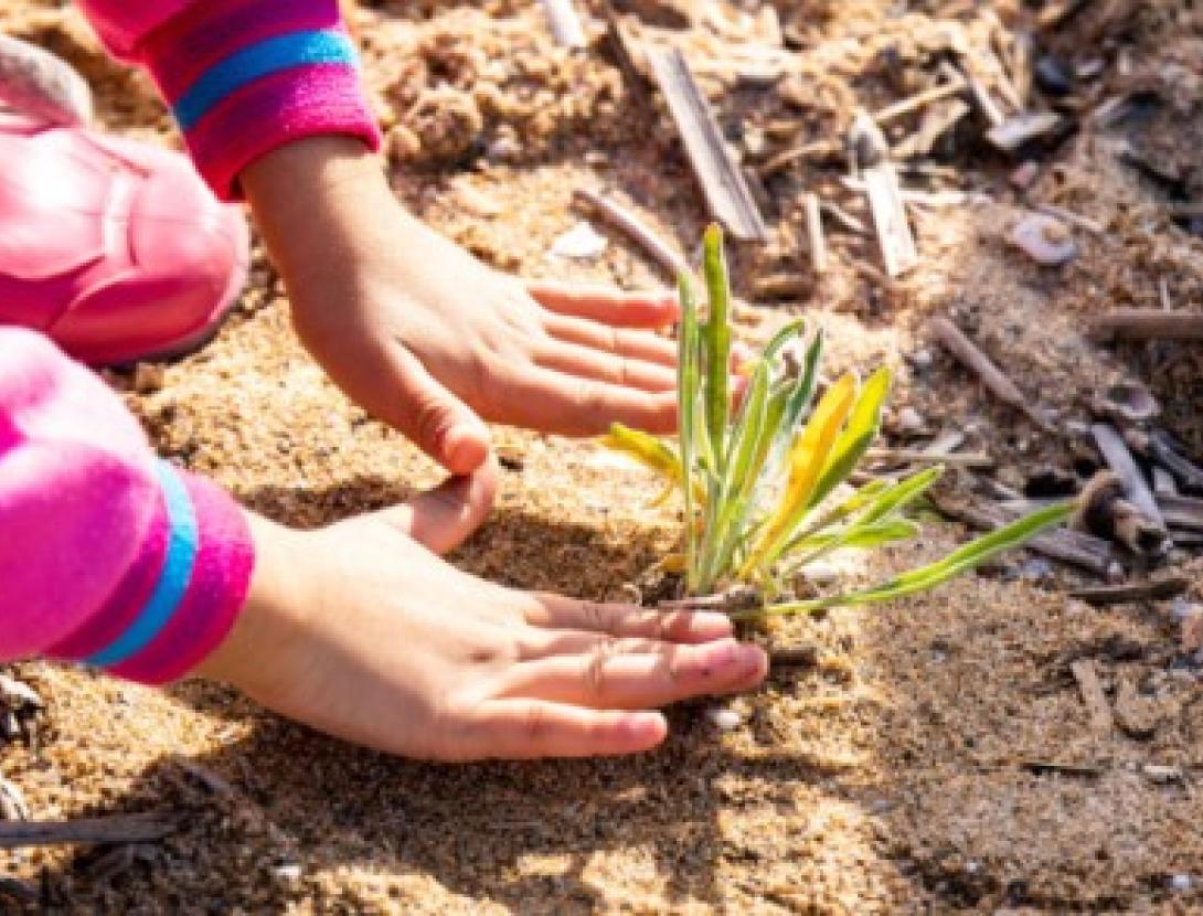 Jugateca de la platja: Donem vida a les dunes