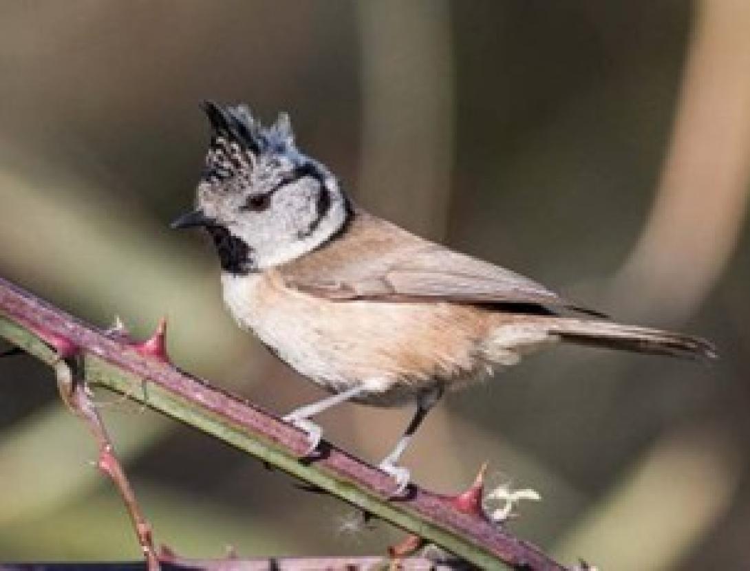 Observació d’ocells forestals