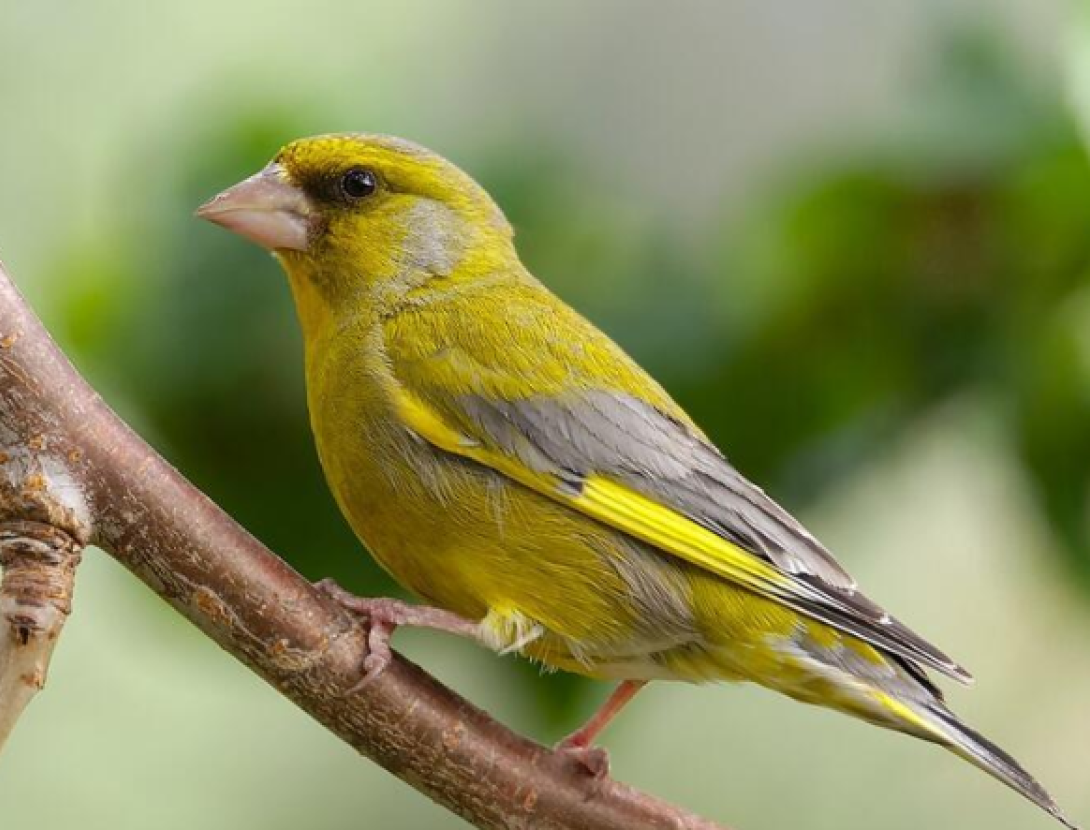 Ruta-joc dels Ocells de Rafamans